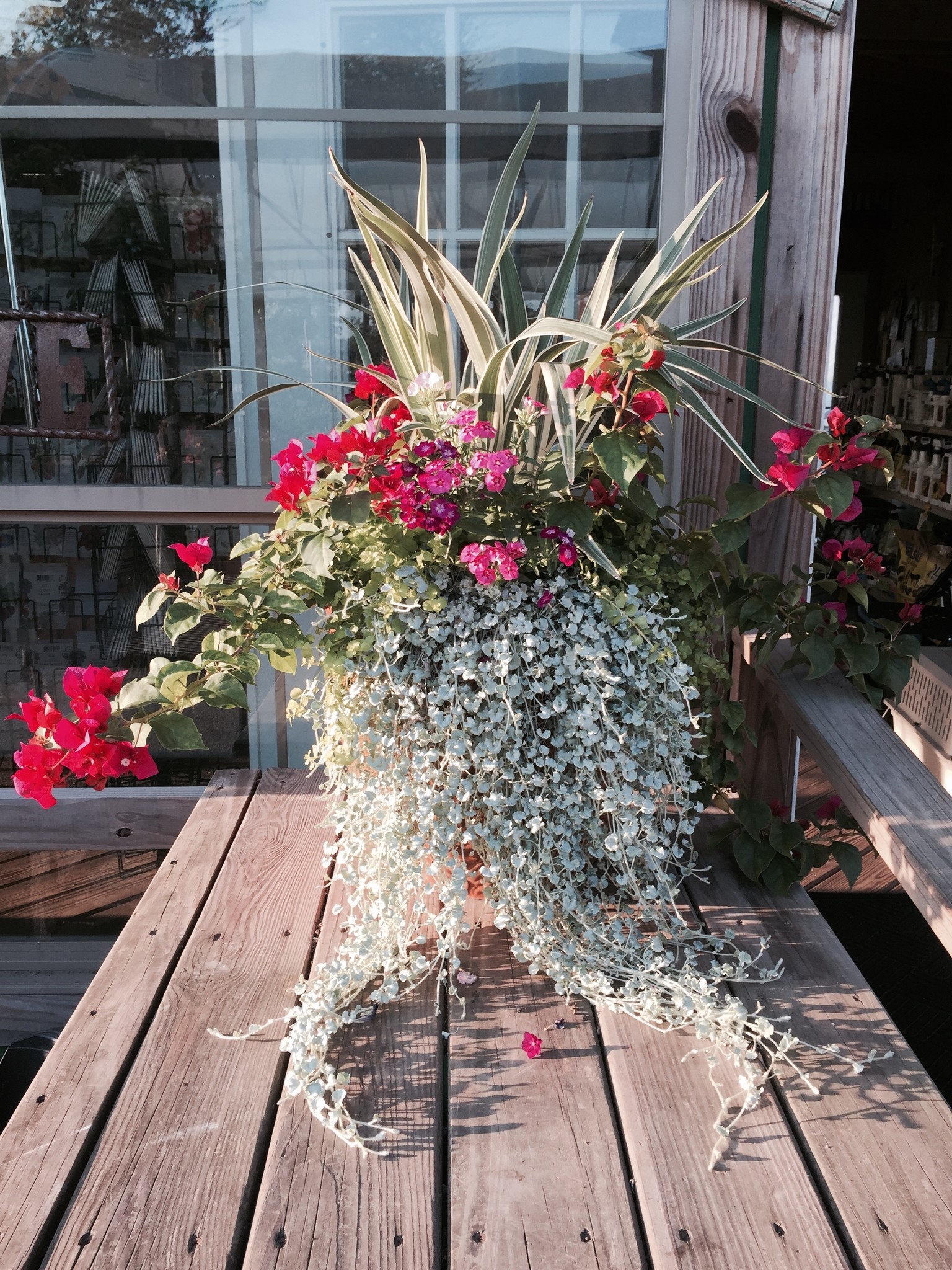 SILVER FALLS DICHONDRA, 1 GALLON