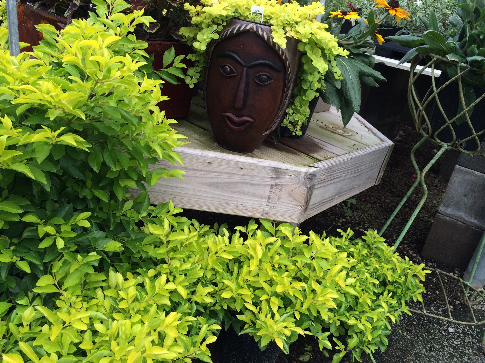 DURANTA, 'CUBAN GOLD' 1G