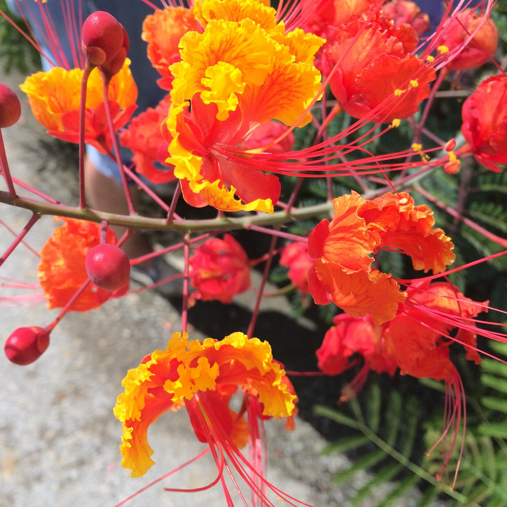 PRIDE OF BARBADOS, 3G, AKA Mexican Bird of Paradise