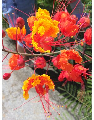 PRIDE OF BARBADOS, 3G, AKA Mexican Bird of Paradise