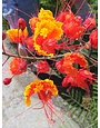 PRIDE OF BARBADOS, 3G, AKA Mexican Bird of Paradise