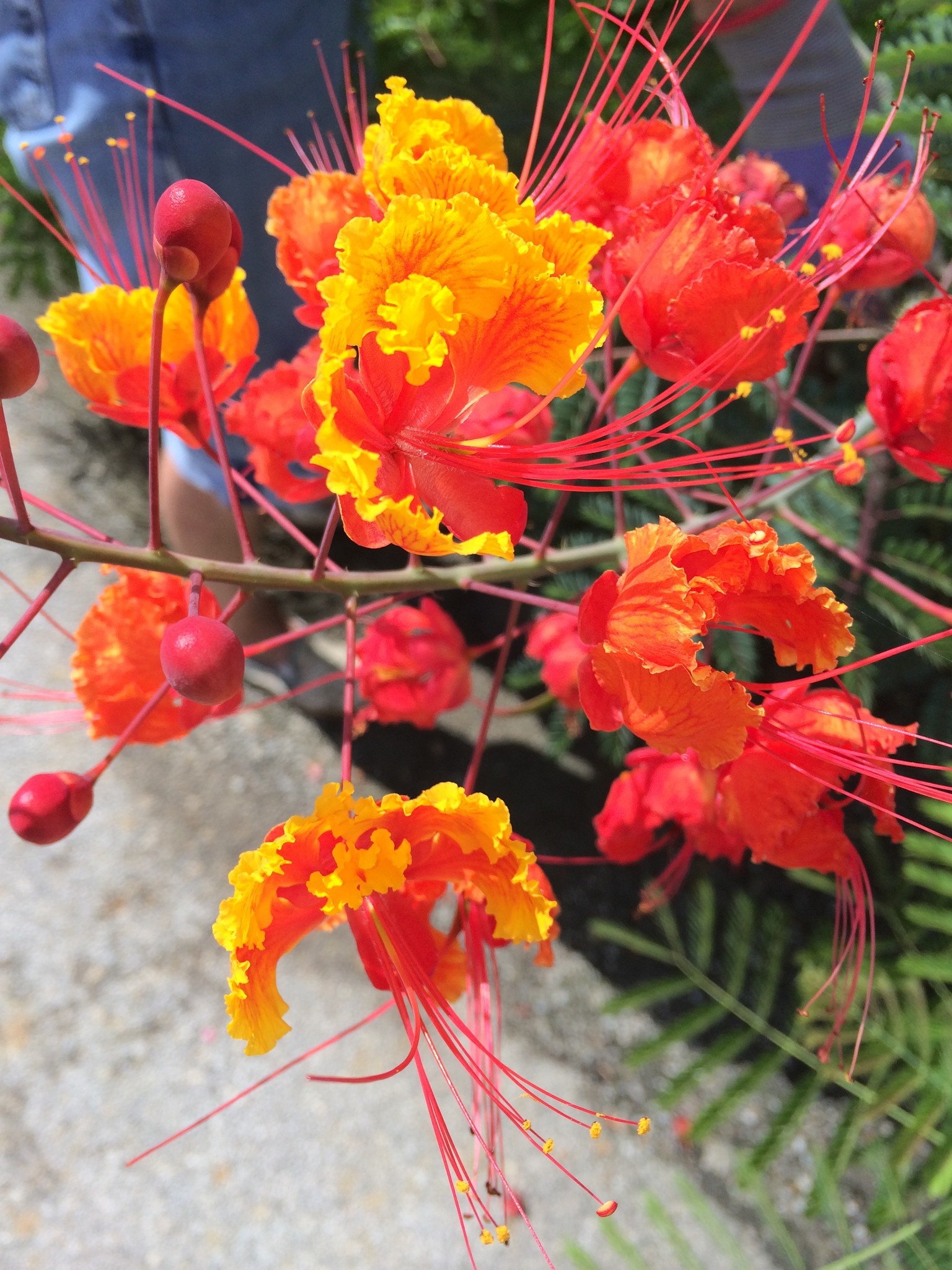 PRIDE OF BARBADOS, 3G, AKA Mexican Bird of Paradise