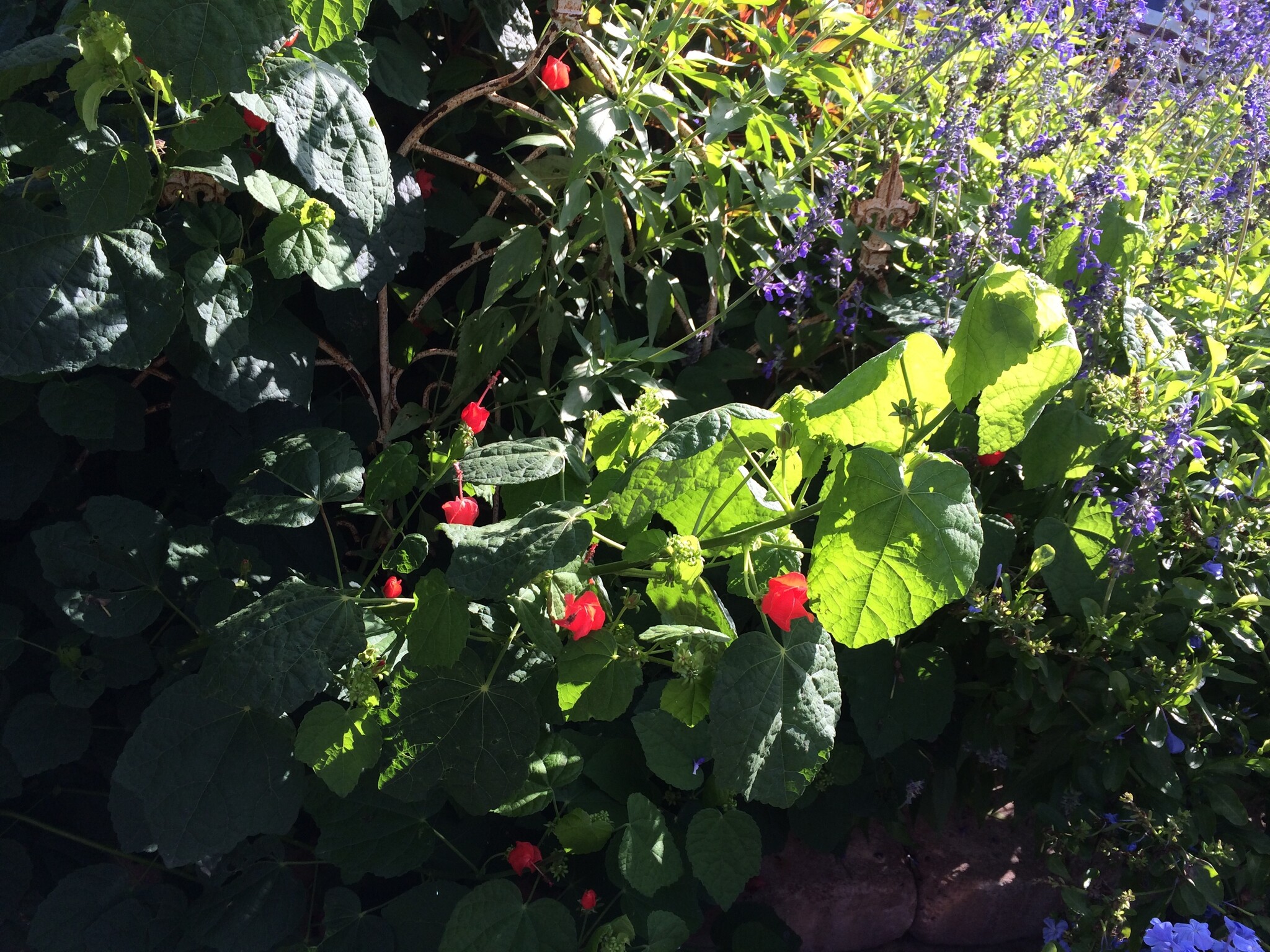 Red Turk's Cap 1 Gallon - Native Hummingbird Magnet