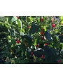 RED TURKS CAP PLANT, 1 GALLON
