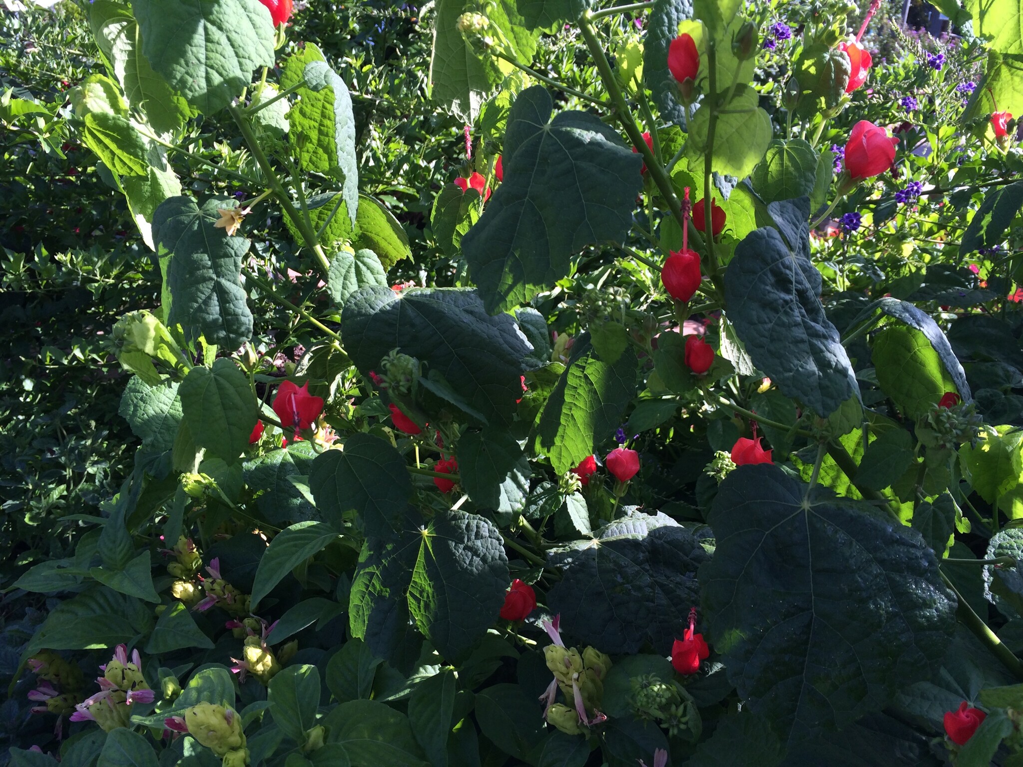 Red Turk's Cap 1 Gallon - Native Hummingbird Magnet