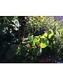 RED TURK'S CAP PLANT, 3 GALLON