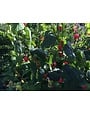 RED TURK'S CAP PLANT, 3 GALLON