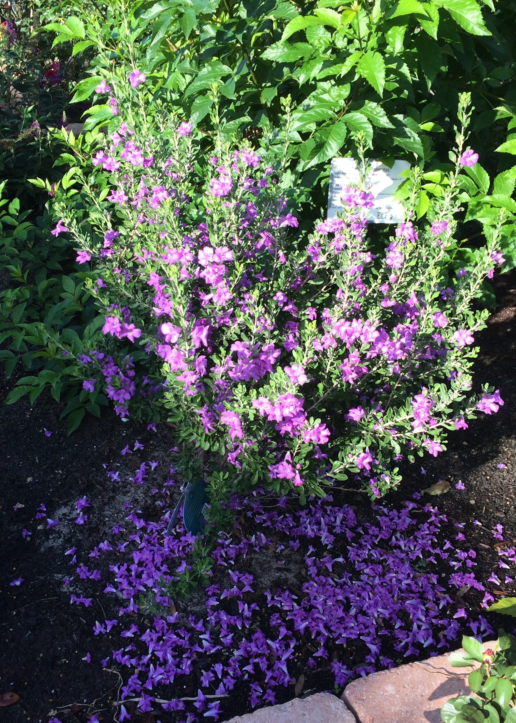 'GREENCLOUD' TEXAS SAGE 3GGROWERS OUTLET WILLIS, TEXAS Growers