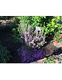 'Greencloud' Texas Sage 3 Gallon - Purple Blooms After Rain