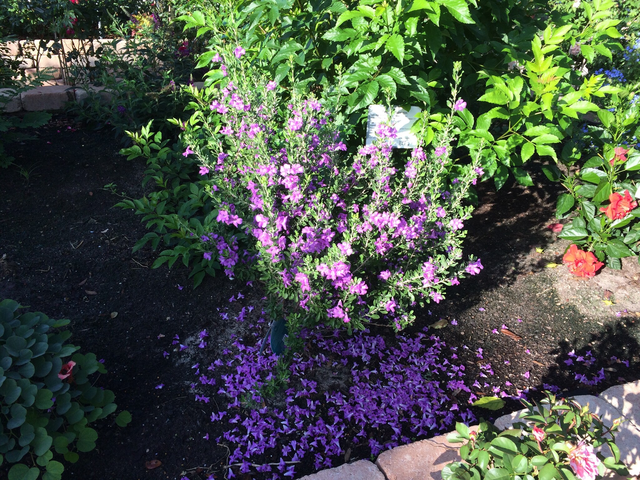 'GREEN CLOUD' TEXAS SAGE PLANT, 3 GALLON