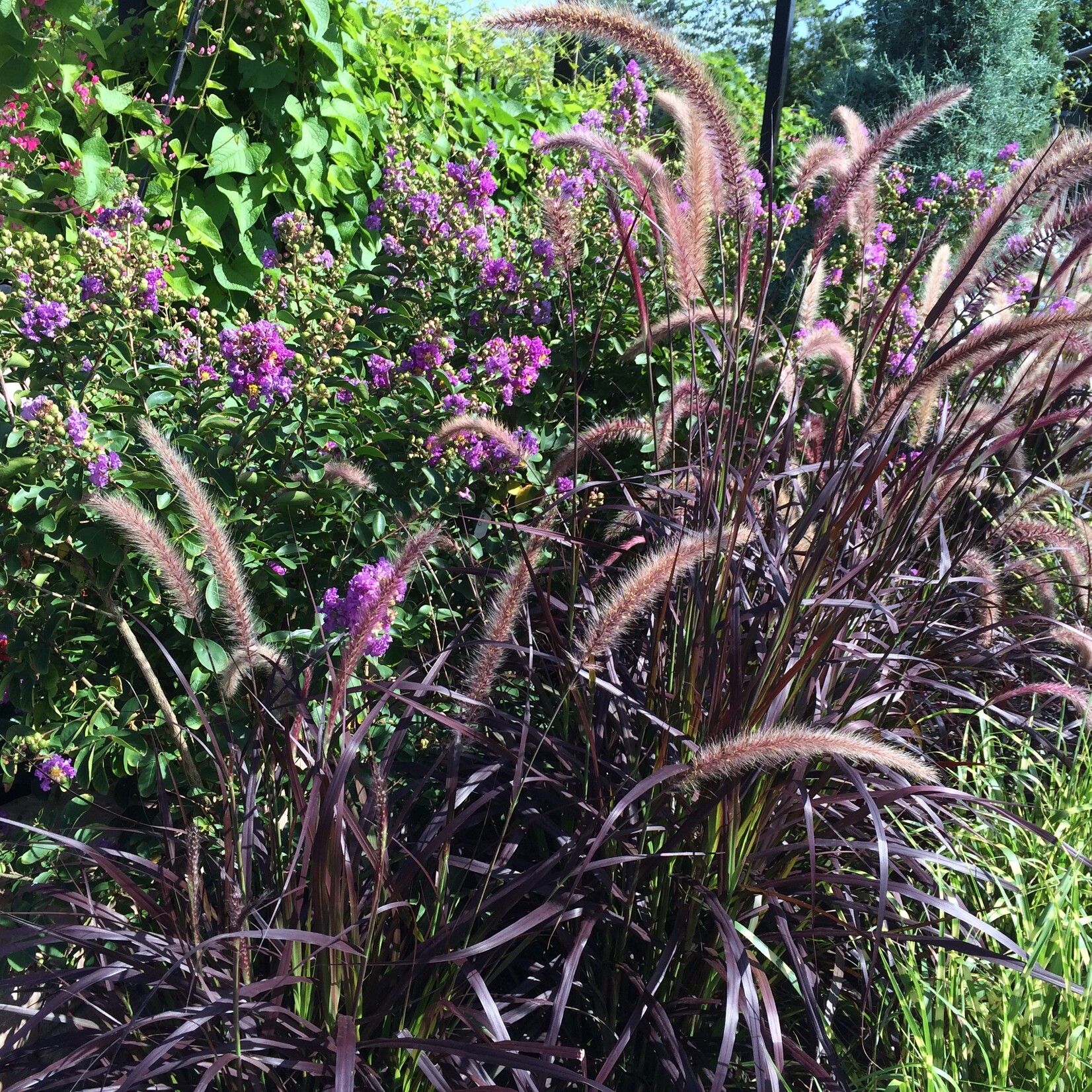 GRASS, 'PURPLE FOUNTAIN GRASS', 3G