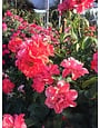 Cinco de Mayo Rose 3 Gallon - Rosa 'Cinco de Mayo'