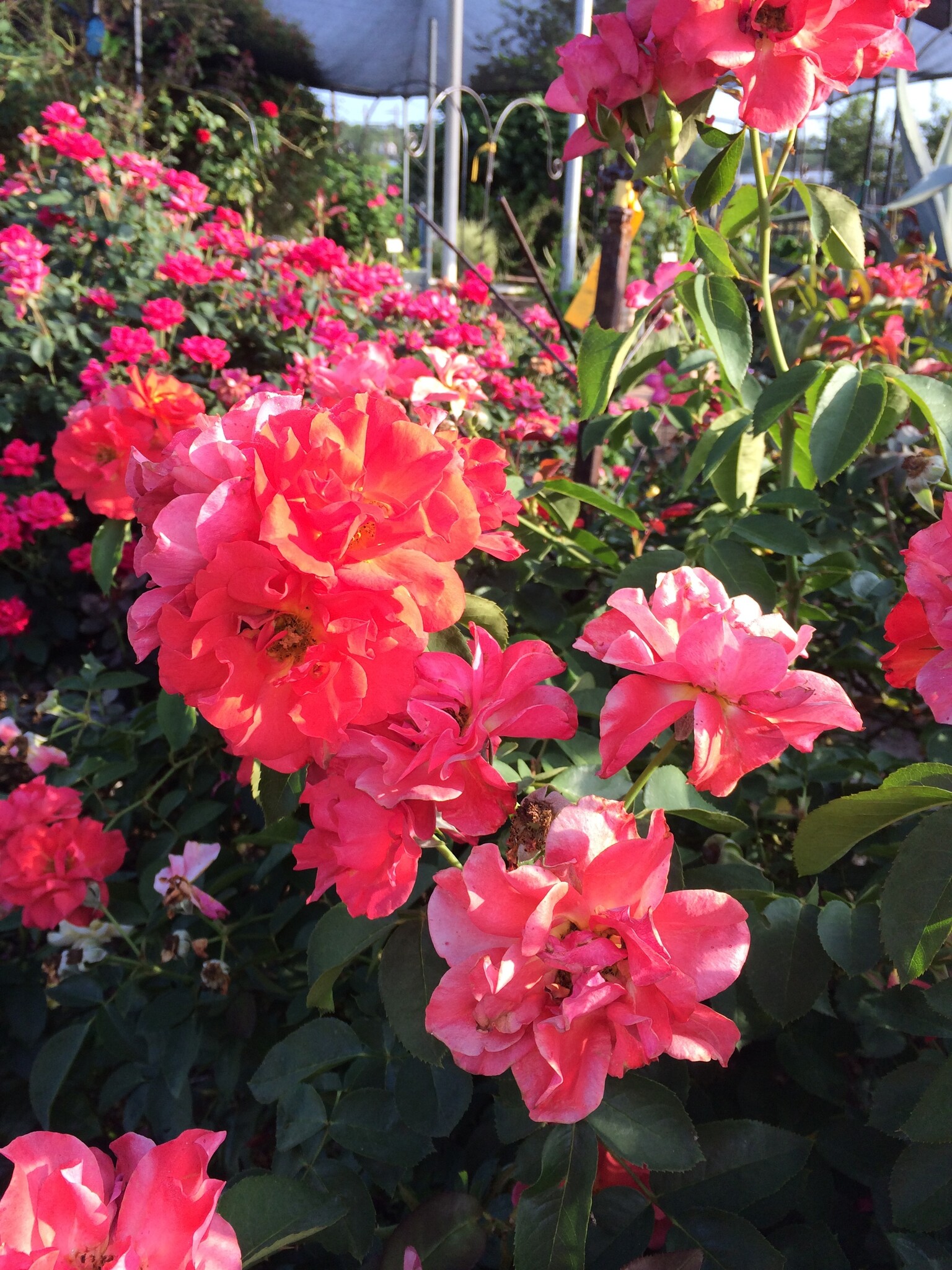 CINCO DE MAYO™ ROSE BUSH, 3 GALLON