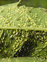 Insect, Aphids