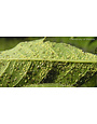Insect, Aphids