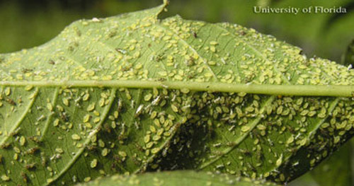 Insect, Aphids