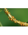 Insect, Aphids