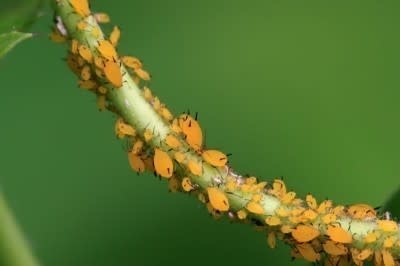 Insect, Aphids