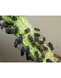 Insect, Aphids