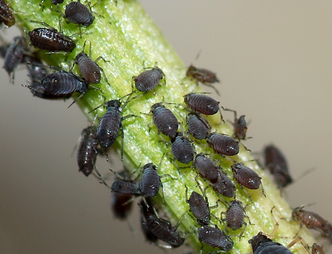 Insect, Aphids