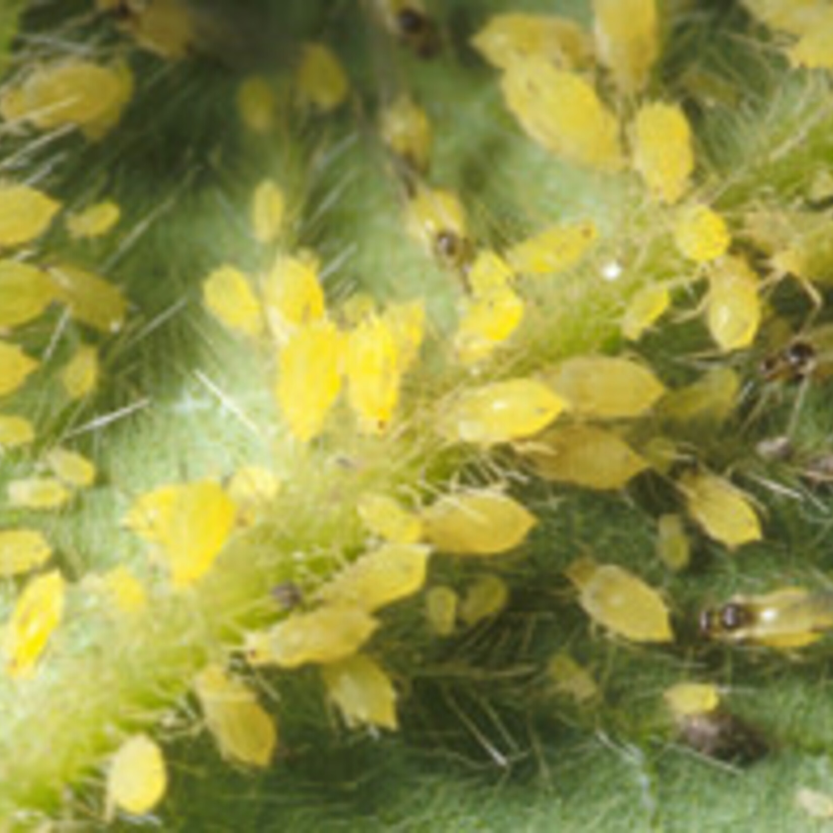 Insect, Aphids