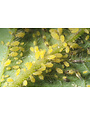 Insect, Aphids