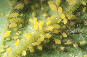 Insect, Aphids