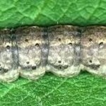 Insect, Cutworm