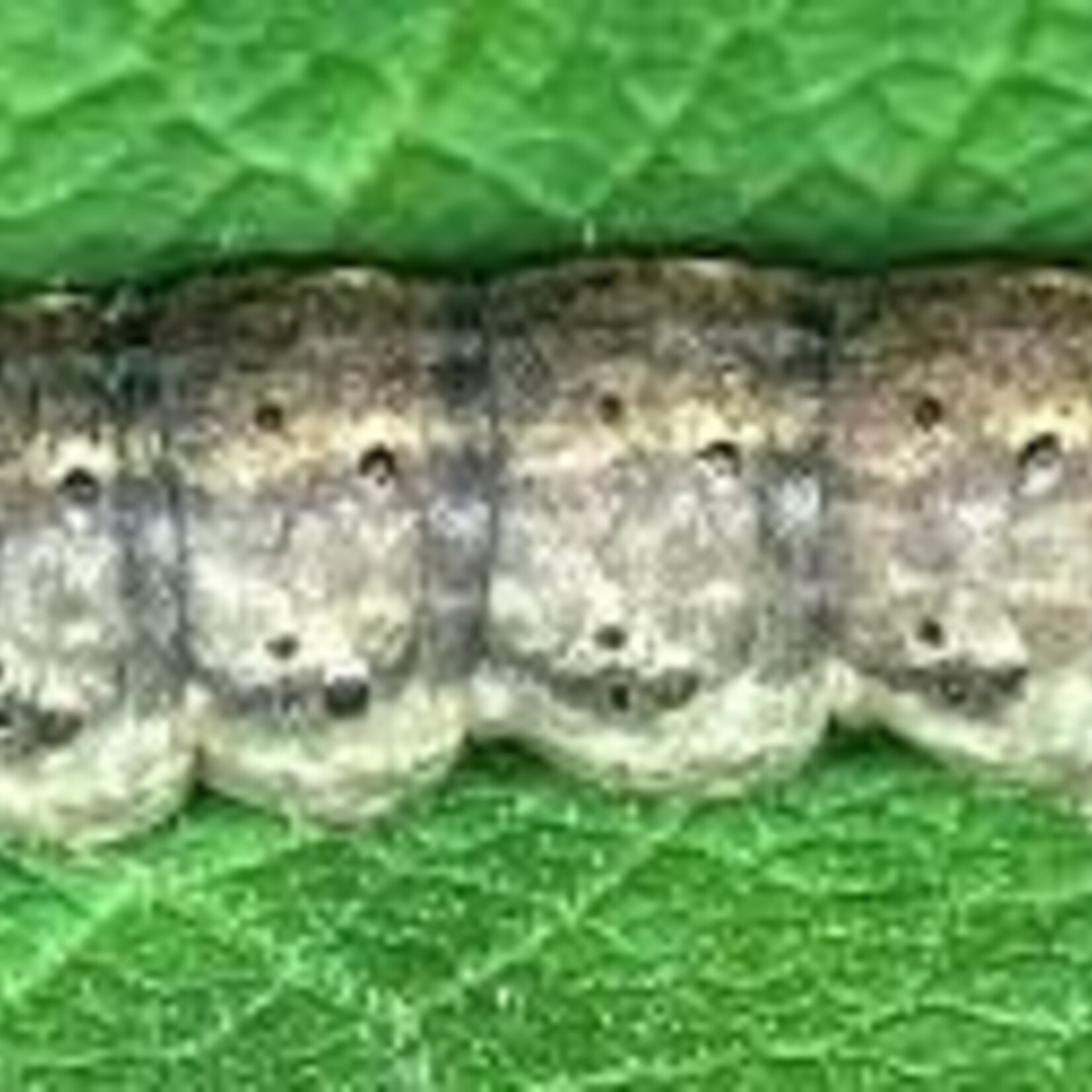 Insect, Cutworm