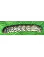 Insect, Cutworm