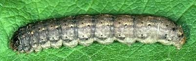 Insect, Cutworm