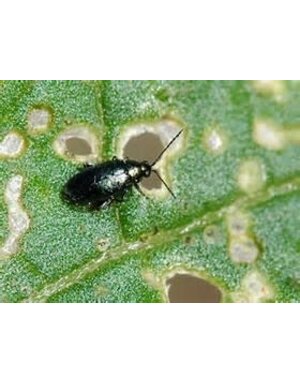 Insect, Flea Beatle