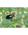 Insect, Flea Beatle