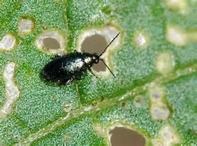 Insect, Flea Beatle