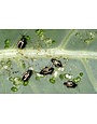 Insect, Flea Beatle