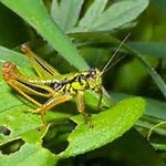 Insect, Grasshopper