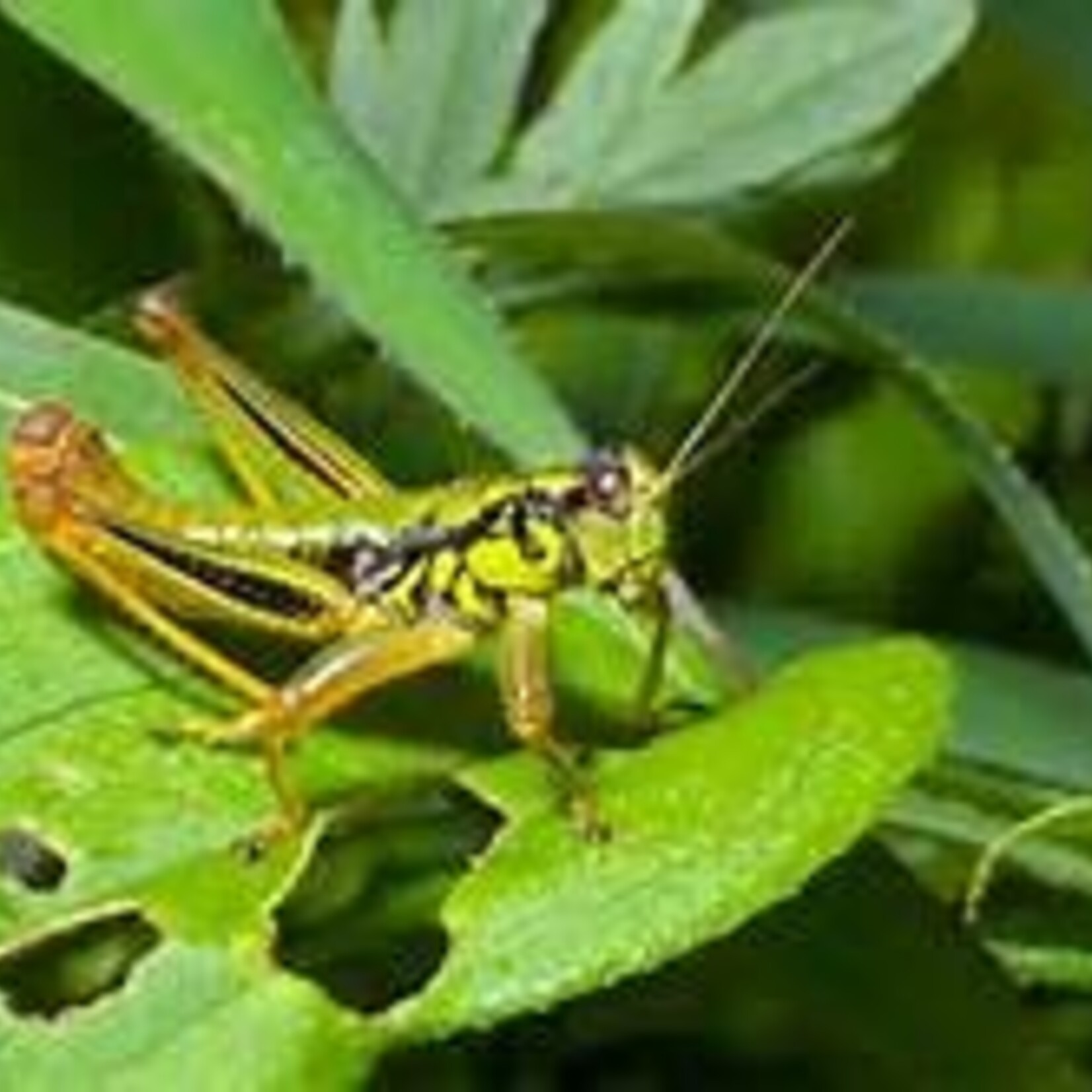 Insect, Grasshopper