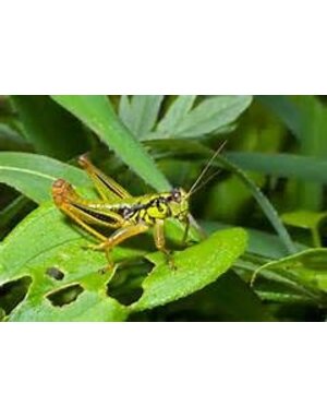 Insect, Grasshopper