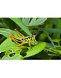 Insect, Grasshopper