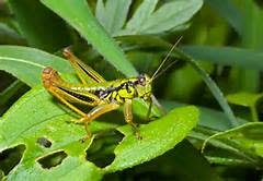 Insect, Grasshopper