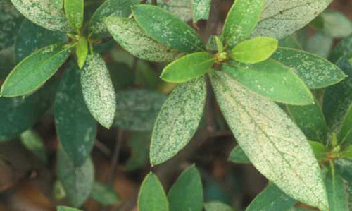 Insect, Lacebug