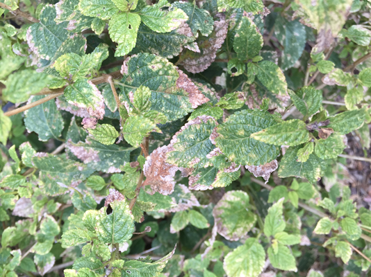 Insect, Lacebug