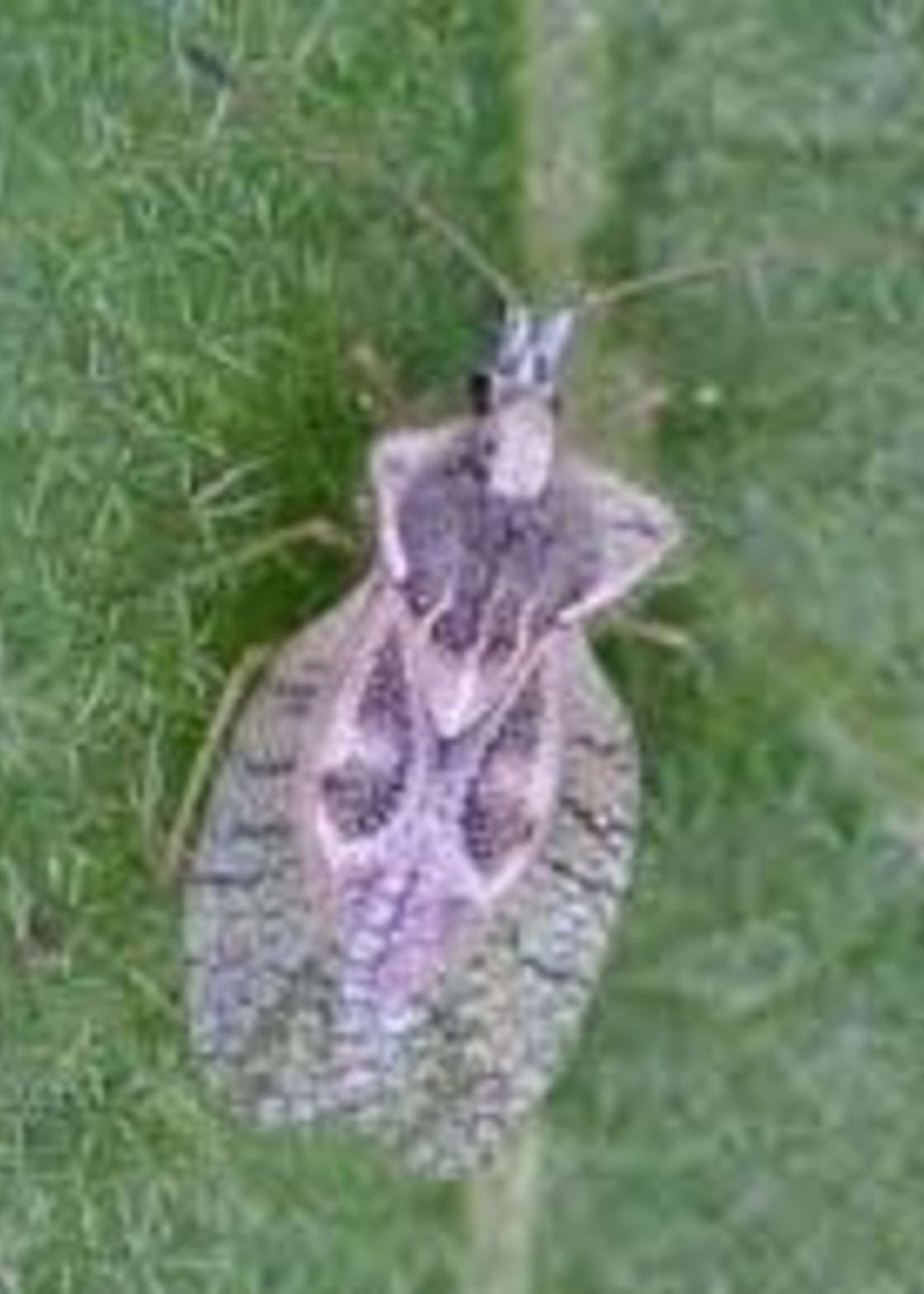 Insect, Lacebug