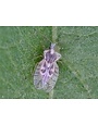 Insect, Lacebug