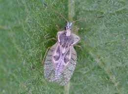 Insect, Lacebug
