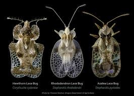 Insect, Lacebug
