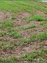 Insect, Lawn, Armyworm