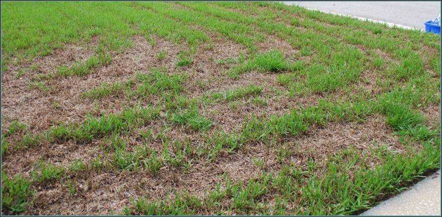 Insect, Lawn, Armyworm