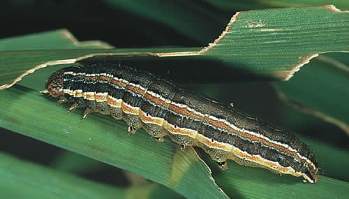 Insect, Lawn, Armyworm