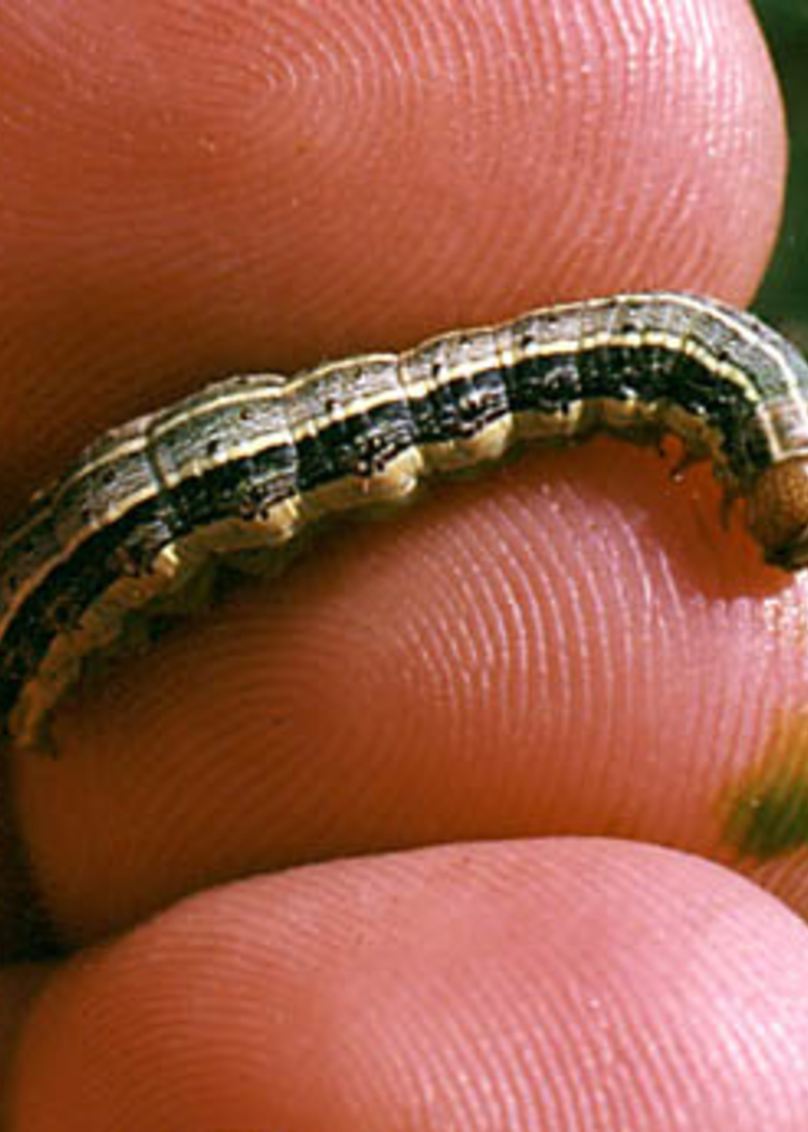 Insect, Lawn, Armyworm